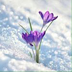 Güliksir gülsuyu instagram takipçisi.