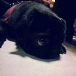 Güliksir gülsuyu instagram takipçisi.